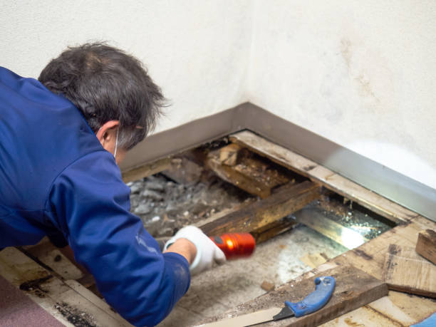 Office Mold Removal Services in Pine Bluff, AR