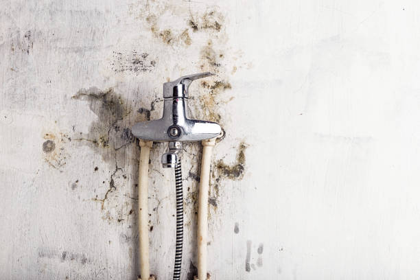 Best Fast Mold Removal  in Pine Bluff, AR