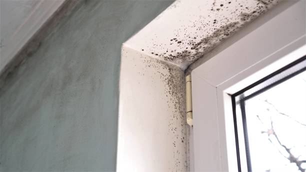 Best Residential Mold Removal  in Pine Bluff, AR