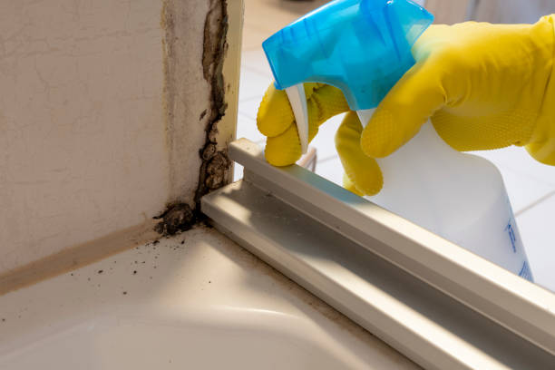 Best Certified Mold Removal  in Pine Bluff, AR