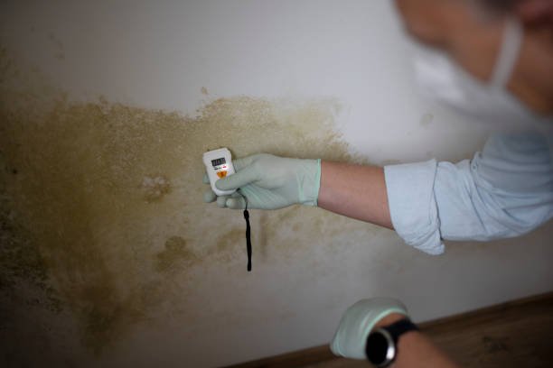 Best Water Damage Restoration  in Pine Bluff, AR