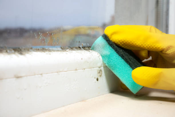 Best Local Mold Removal Service  in Pine Bluff, AR