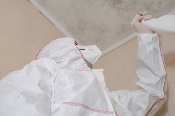 Best Affordable Mold Removal  in Pine Bluff, AR