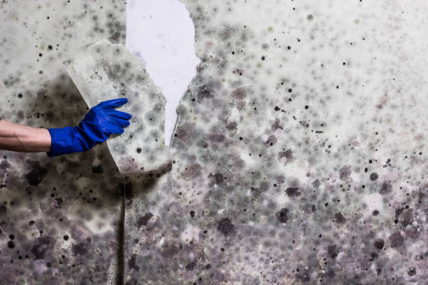 Best Same-Day Mold Removal  in Pine Bluff, AR