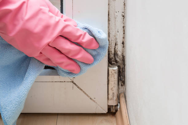 Best Office Mold Removal Services  in Pine Bluff, AR