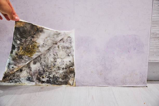 Pine Bluff, AR Mold Removal Company